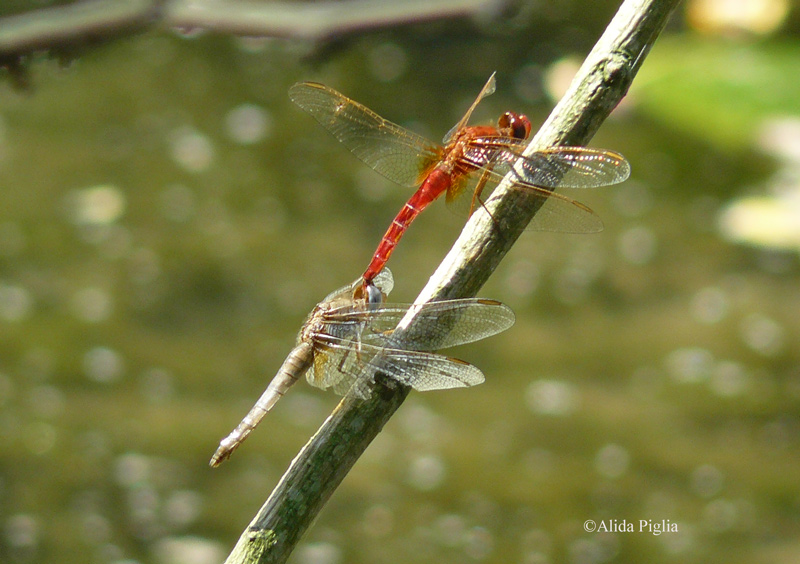 Scheda: Crocothemis erythraea