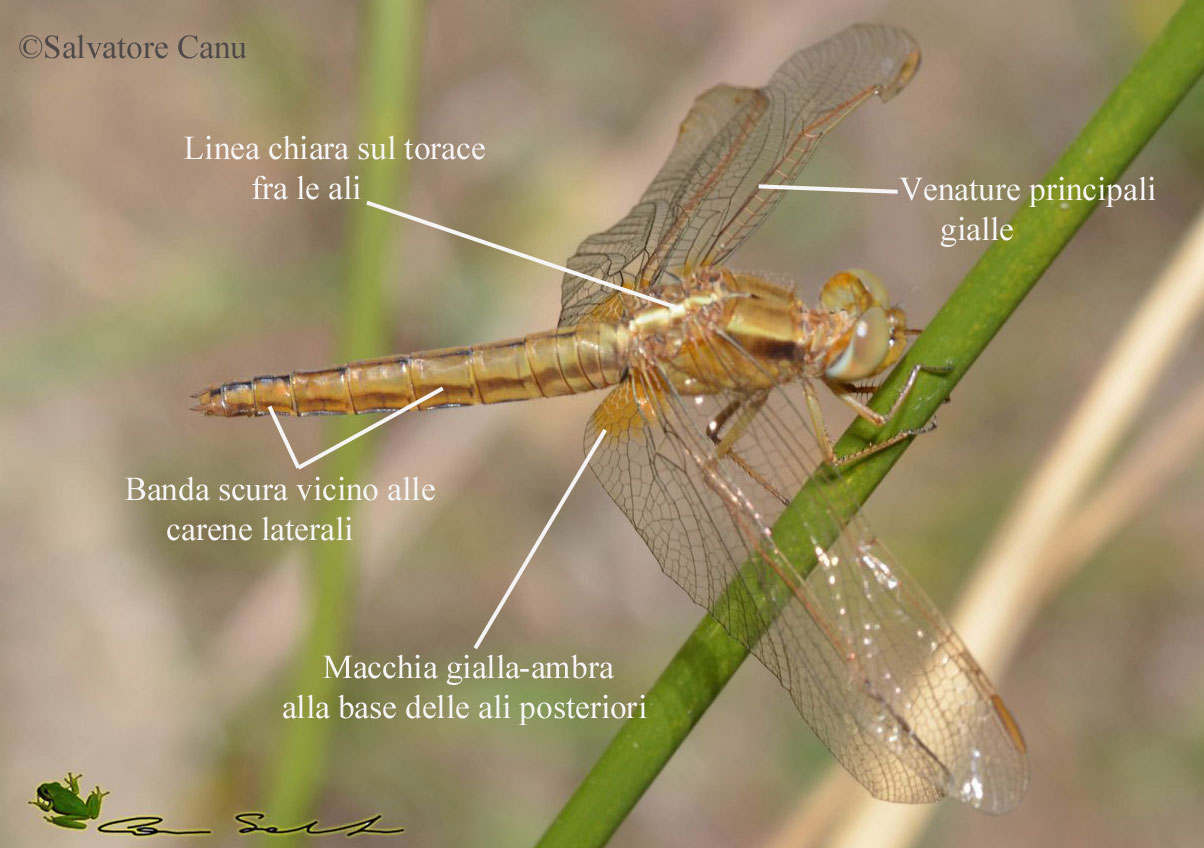 Scheda: Crocothemis erythraea