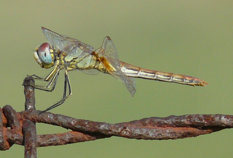 Sympetrum fonscolombii femmina?