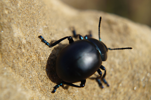 Timarcha nicaeensis, Chrysomelidae