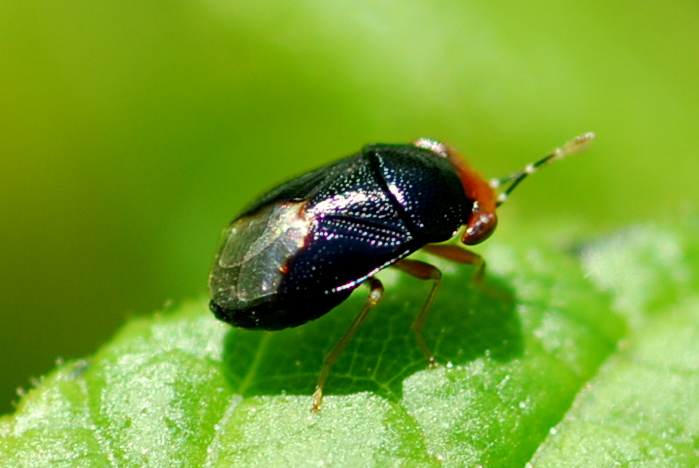 Lygaeidae: Geocoris erythrocephalus