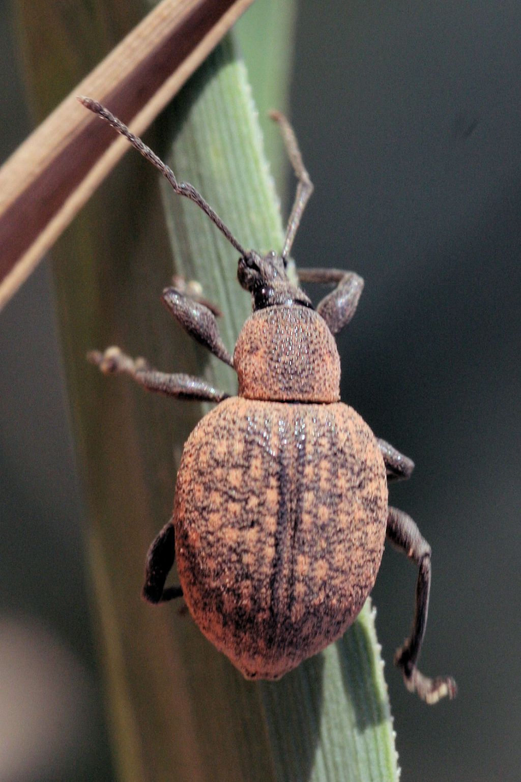 Otiorhynchus armadillo