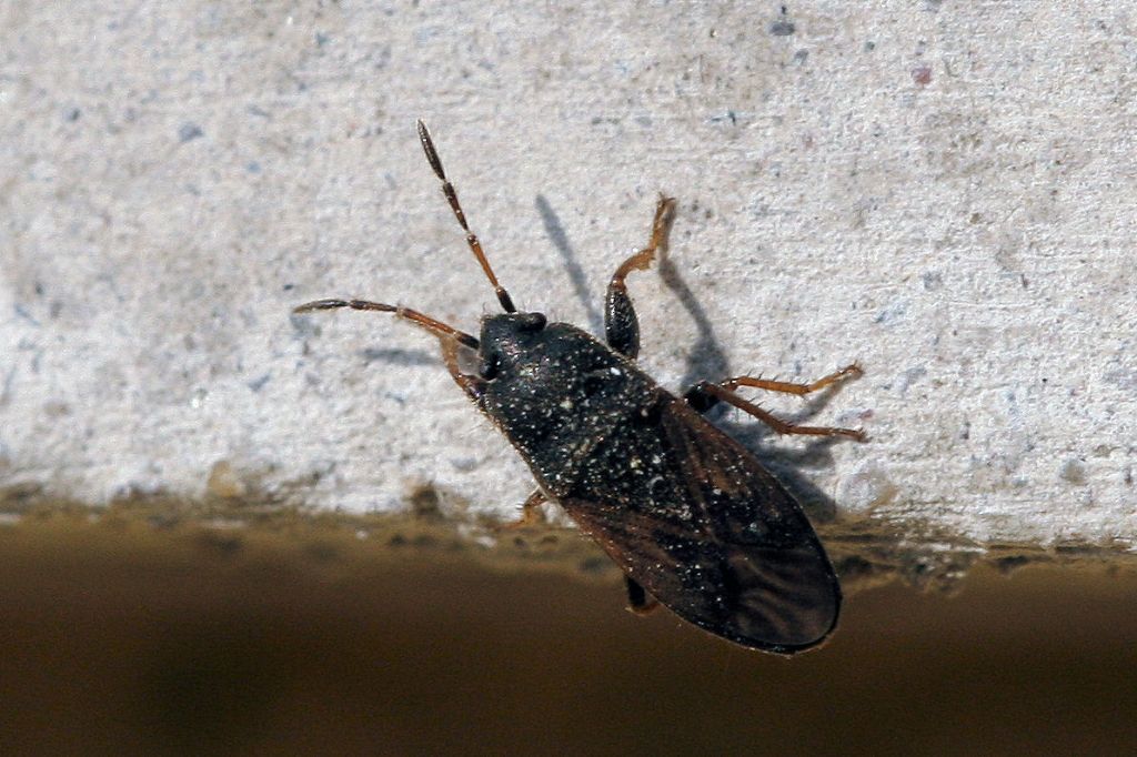 Lygaeidae: Microtomideus carbonarius