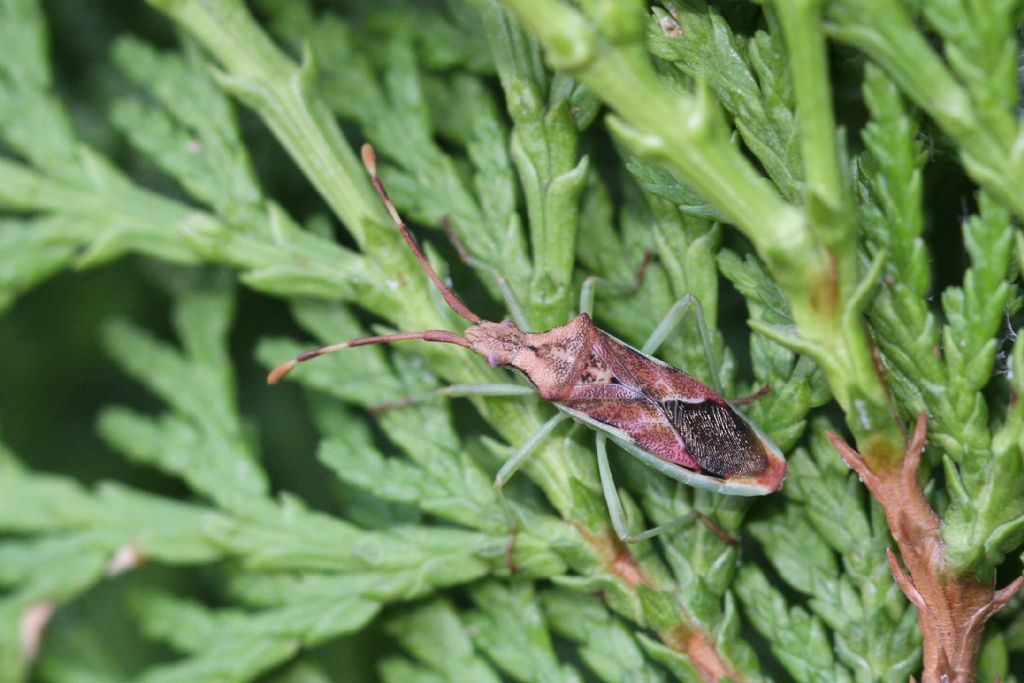 Coreidae: Gonocerus juniperi dell''Emilia (BO)