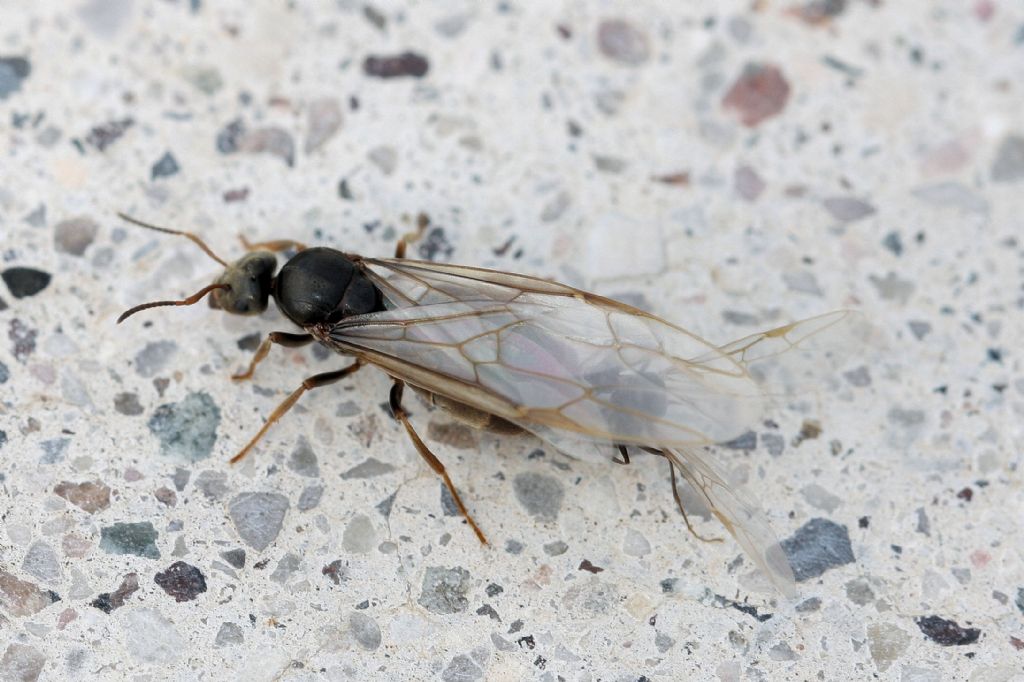Formiche in accoppiamento: probabile Lasius sp.