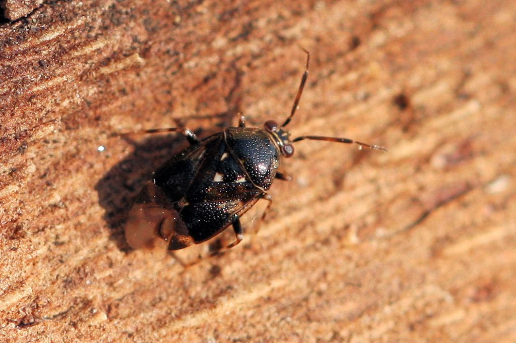 Miridae: Deraeocoris (Camptobrochis) punctulatus dell''Emilia