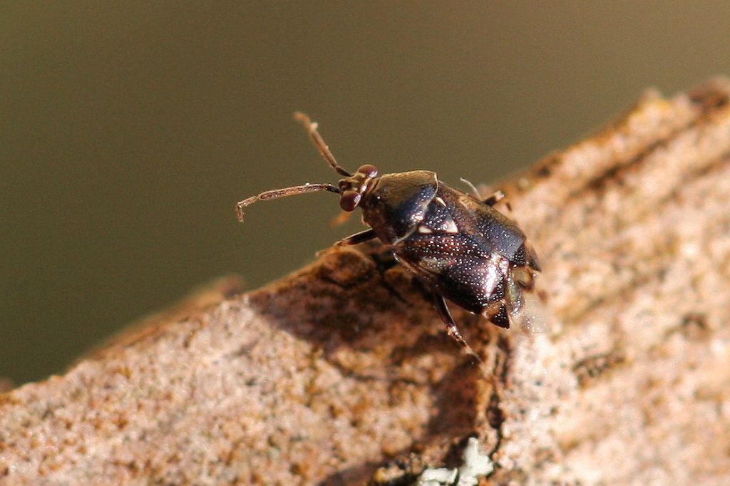 Miridae: Deraeocoris (Camptobrochis) punctulatus dell''Emilia