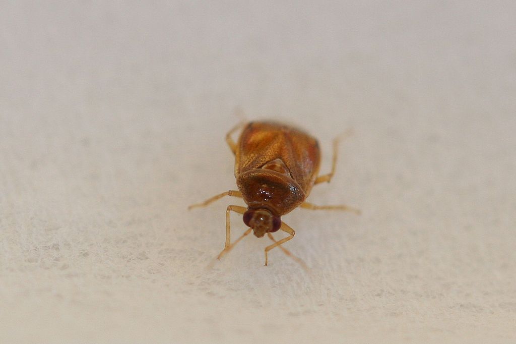Miridae: Deraeocoris lutescens dell''Emilia (BO)