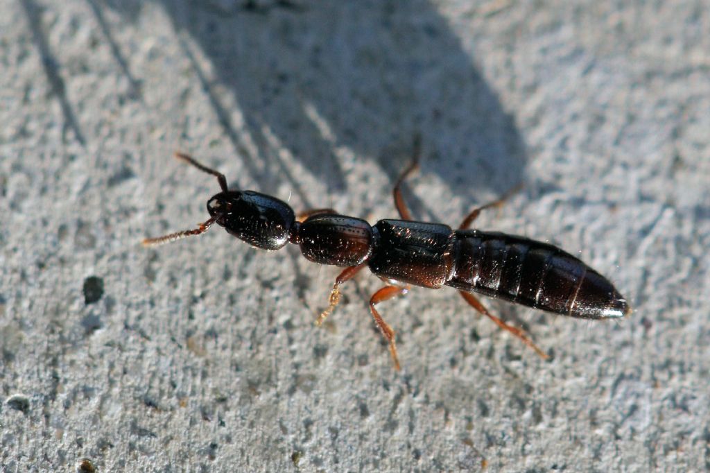 Xantholinus cfr linearis (Staphylinidae Xantholininae)