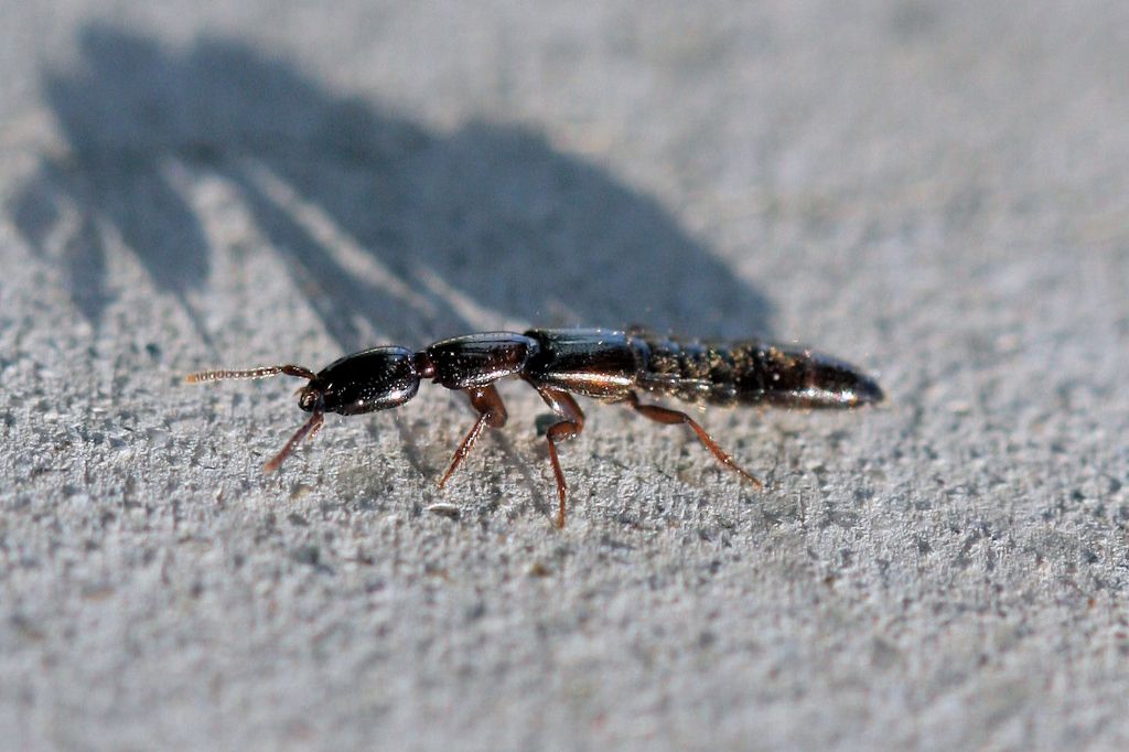 Xantholinus cfr linearis (Staphylinidae Xantholininae)