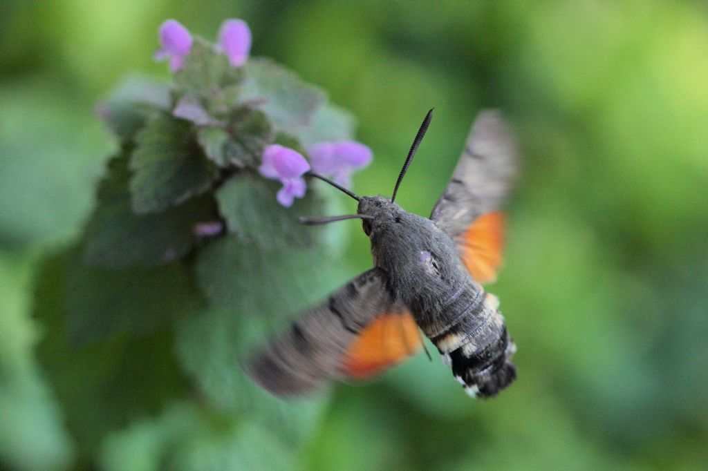 Macroglossum stellatarum