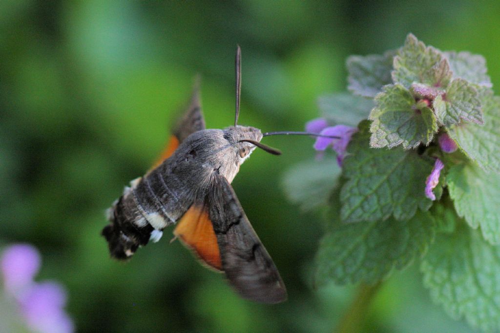 Macroglossum stellatarum