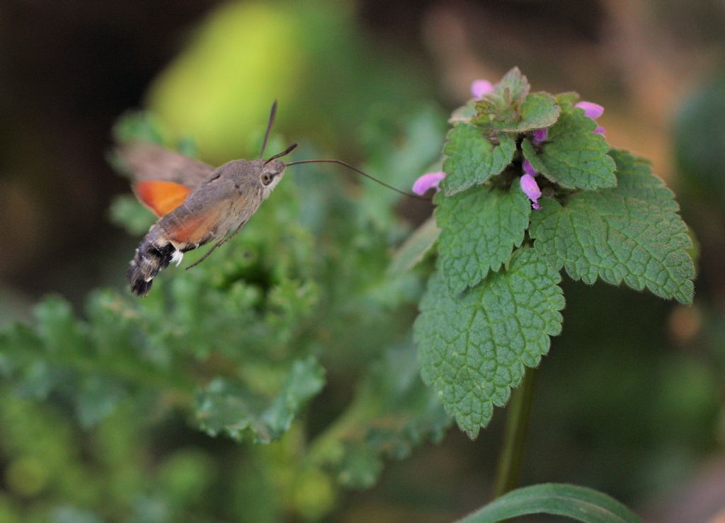 Macroglossum stellatarum