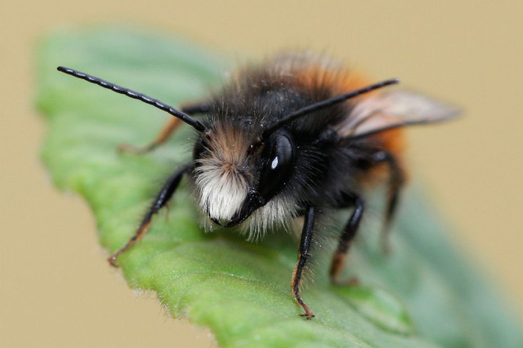 Osmia cornuta