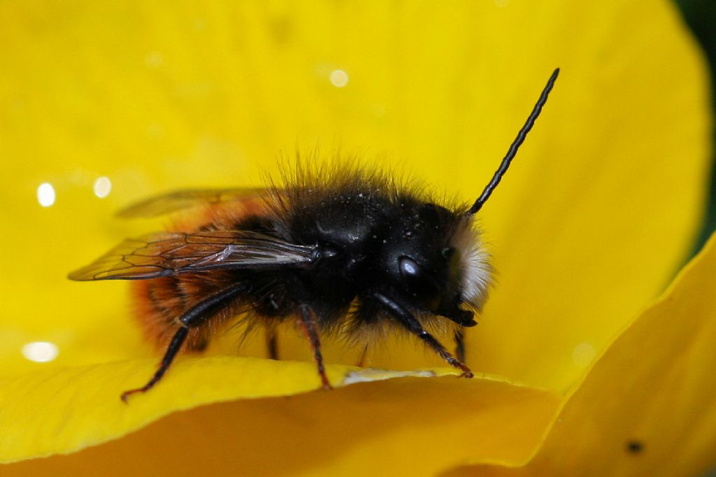 Osmia cornuta