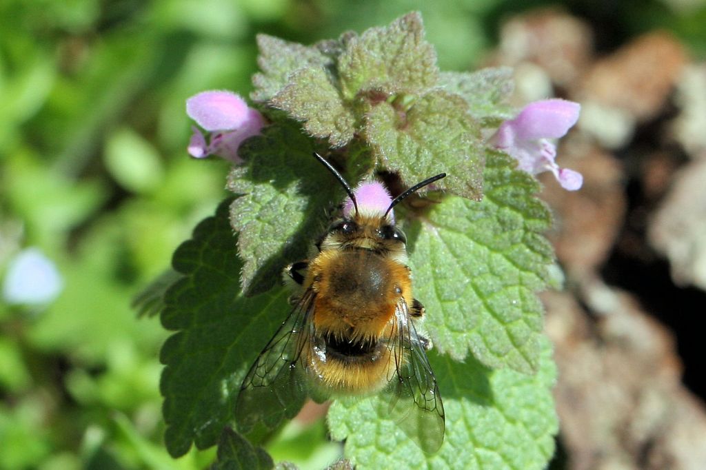 Apidae Anthophorinae: Anthophora plumipes