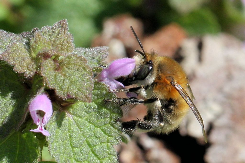 Apidae Anthophorinae: Anthophora plumipes