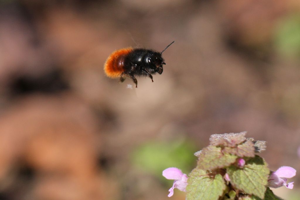 Osmia cornuta