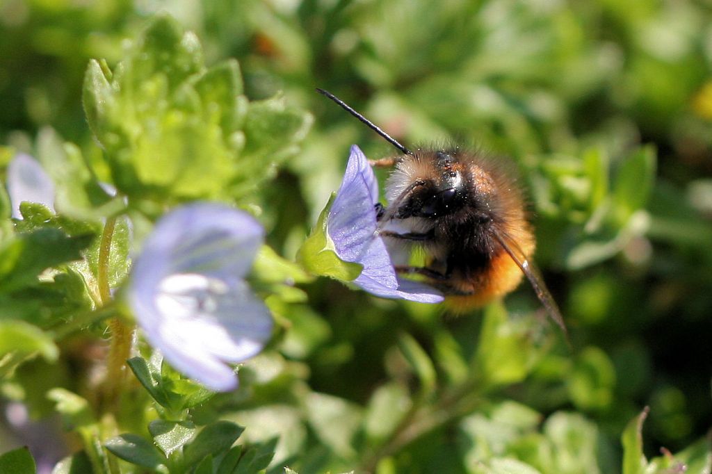 Osmia cornuta