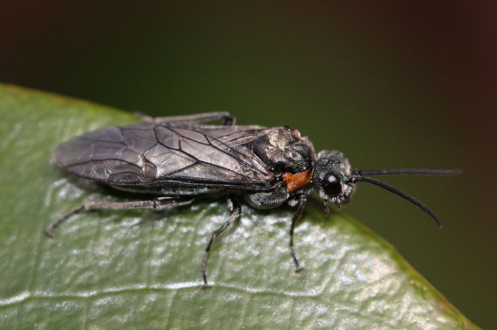 Dolerus haematodes - Tenthredinidae