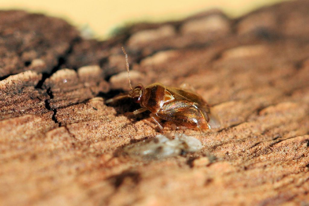 Miridae: Deraeocoris lutescens dell''Emilia (BO)