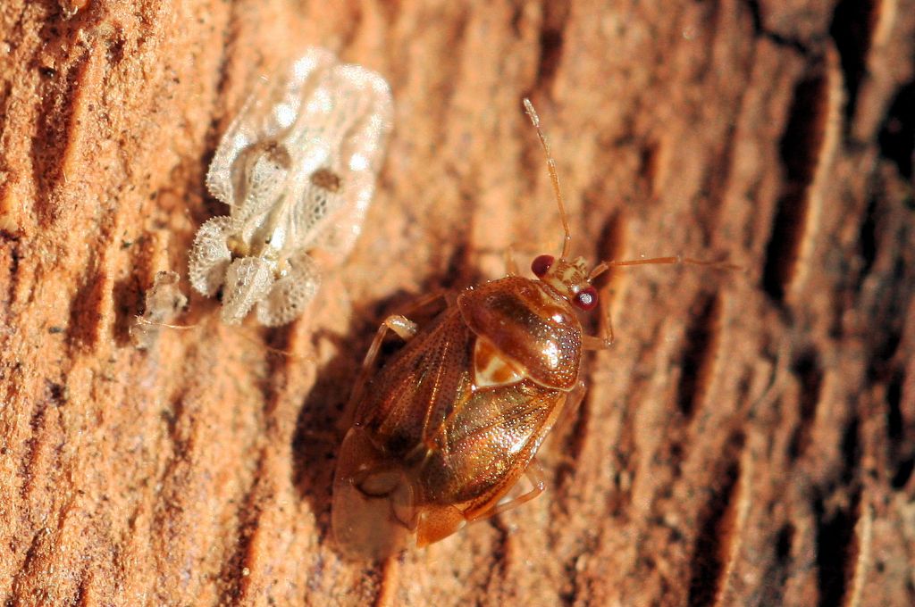 Miridae: Deraeocoris lutescens dell''Emilia (BO)