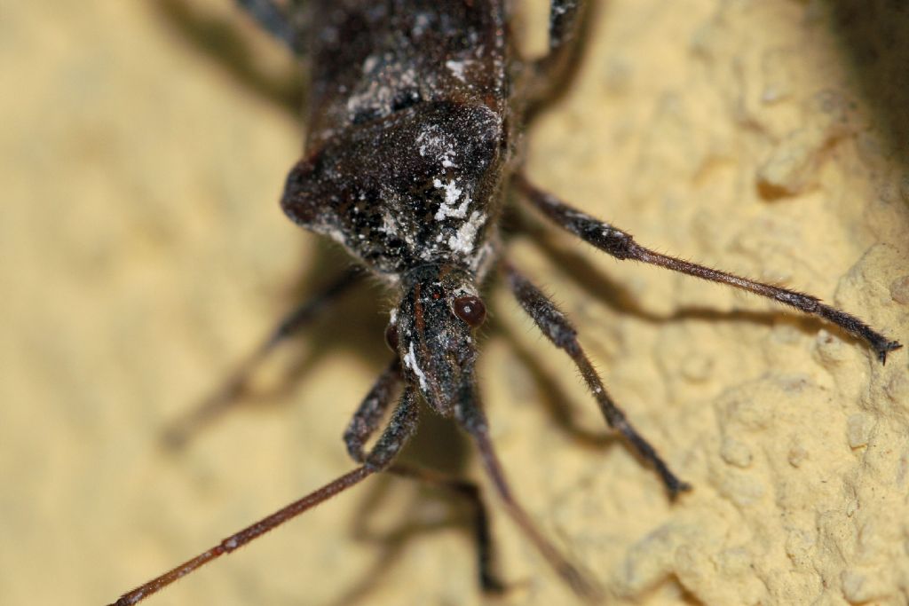 Leptoglossus occidentalis - che cosa gli  successo?