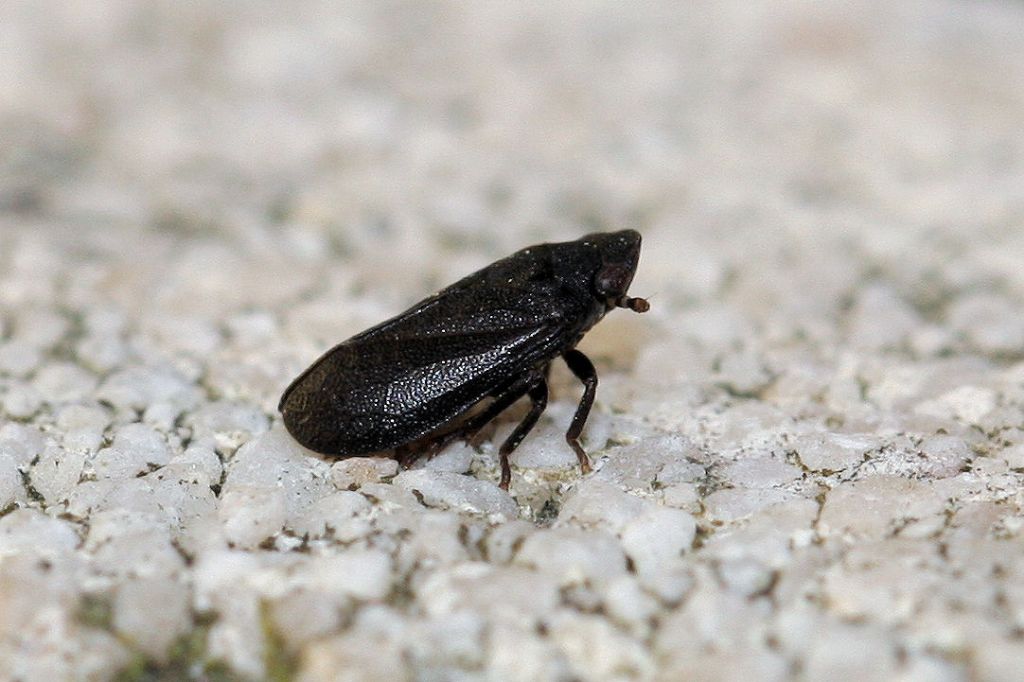 Tettigometridae......s probabile gruppo: fusca o atra