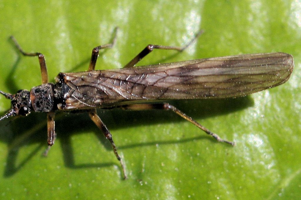 Altro Taeniopterygide - Brachyptera