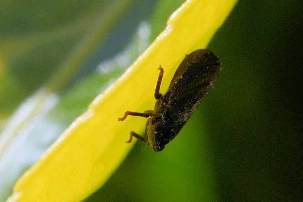 Tettigometridae......s probabile gruppo: fusca o atra