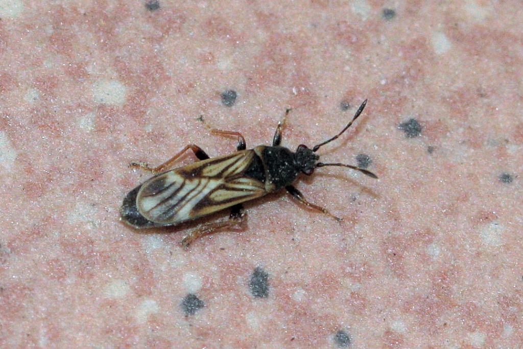 Lygaeidae: Ischnodemus sabuleti,  del Bolognese