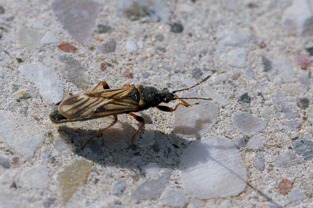 Lygaeidae: Ischnodemus sabuleti,  del Bolognese