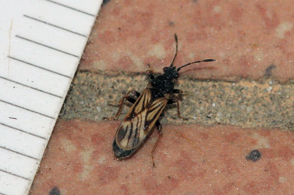 Lygaeidae: Ischnodemus sabuleti,  del Bolognese
