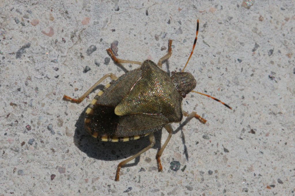 Pentatomidae: Peribalus vernalis dell''Emilia (BO)