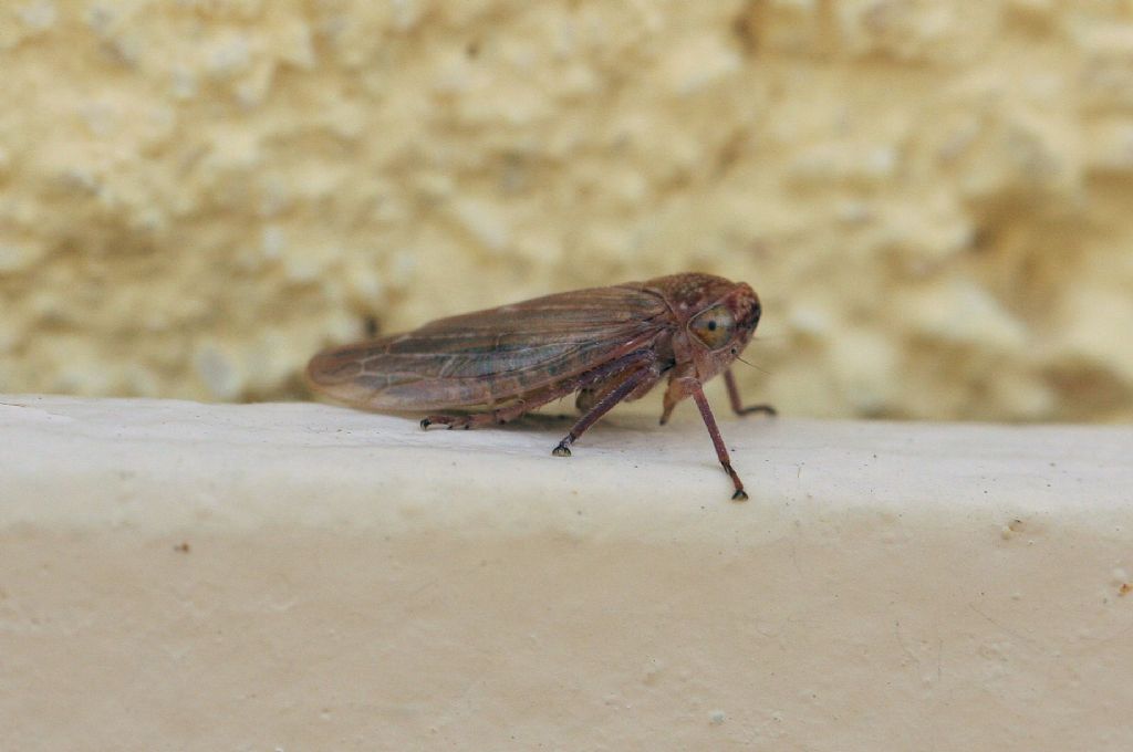 femmina di Rhytidodus decimusquartus
