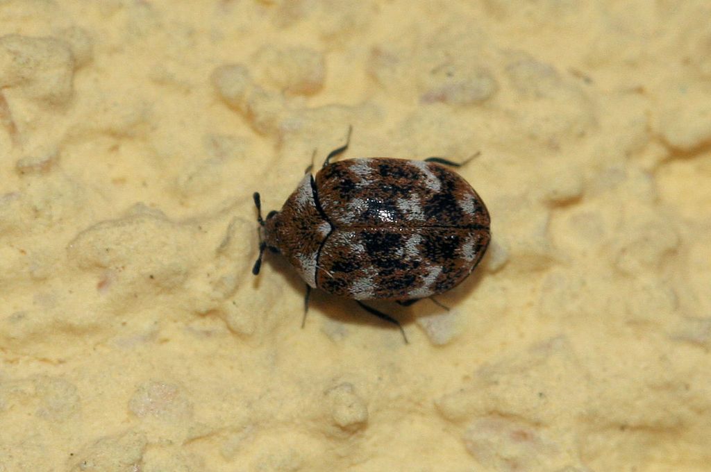 Anthrenus sp.