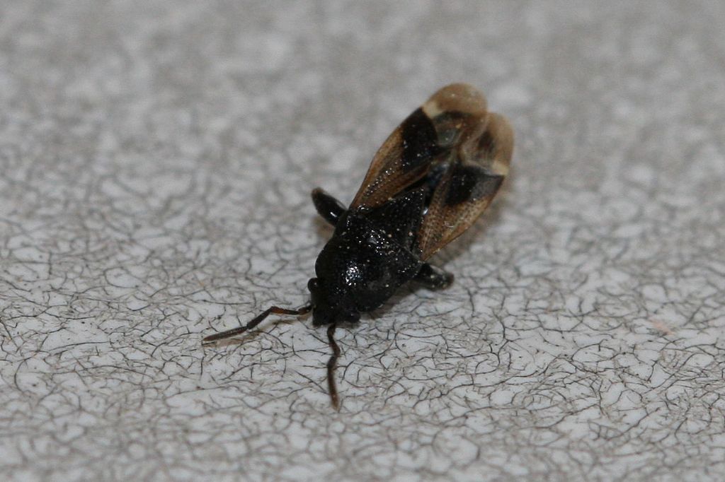 Lygaeidae: Megalonotus praetextatus dell''Emilia (BO)