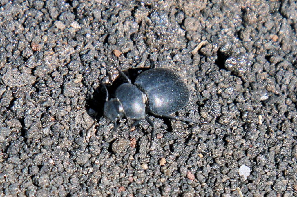 Tenebrionide?