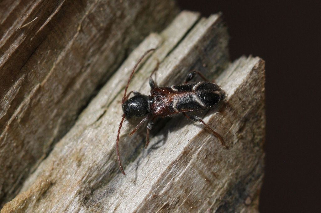 Cerambycidae: Poecilium alni