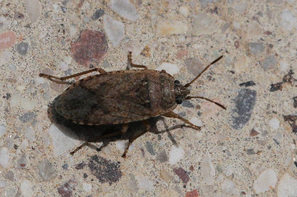 Lygaeidae: Emblethis denticollis dell''Emilia (BO)