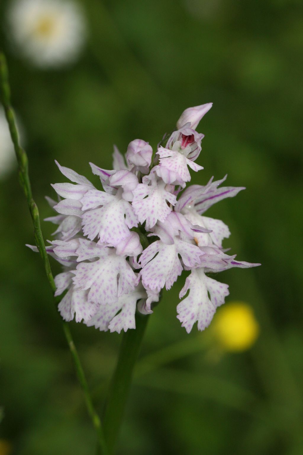 Neotinea tridentata