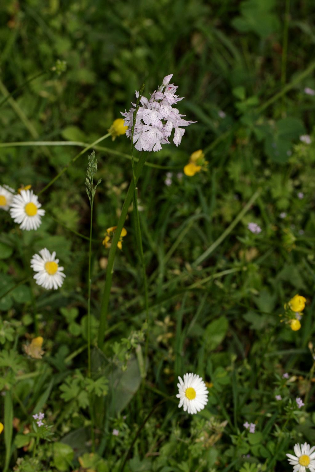 Neotinea tridentata