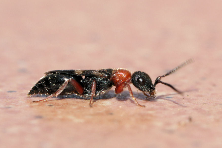 Heterocoelia sp. (Bethylidae)