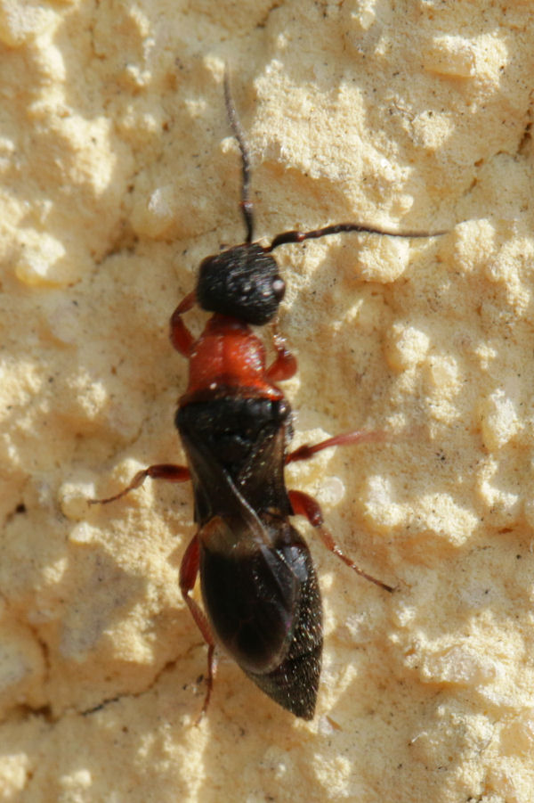 Heterocoelia sp. (Bethylidae)