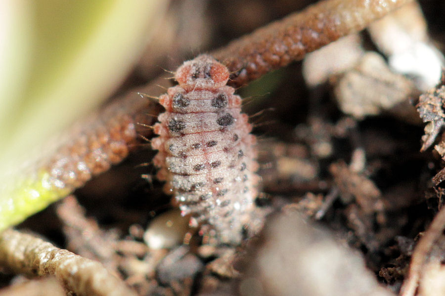 Coccinellidae: Rodolia cardinalis: dalla larva all''adulto