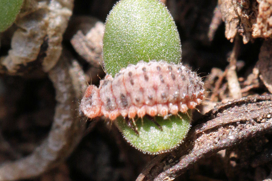 Coccinellidae: Rodolia cardinalis: dalla larva all''adulto