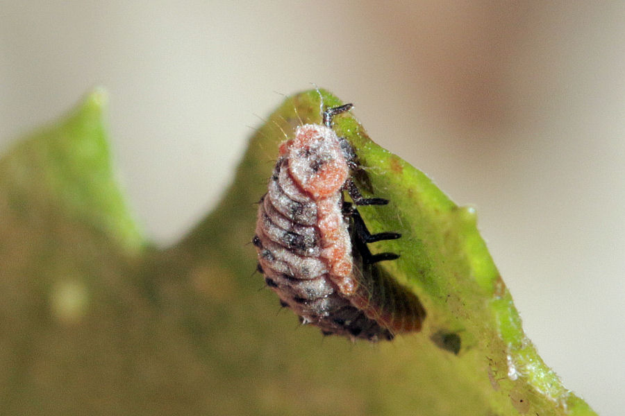 Coccinellidae: Rodolia cardinalis: dalla larva all''adulto