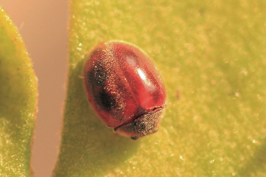 Coccinellidae: Rodolia cardinalis: dalla larva all''adulto