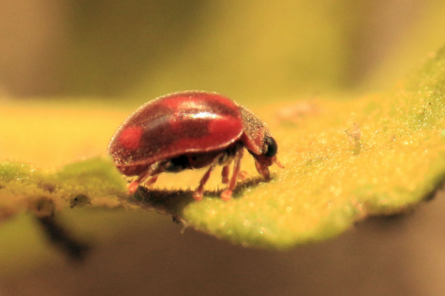 Coccinellidae: Rodolia cardinalis: dalla larva all''adulto