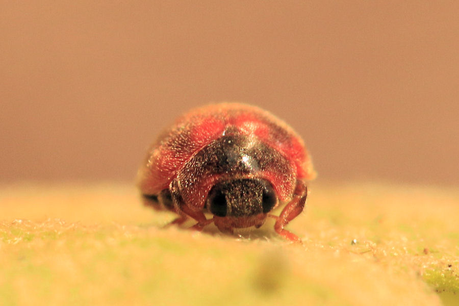 Coccinellidae: Rodolia cardinalis: dalla larva all''adulto